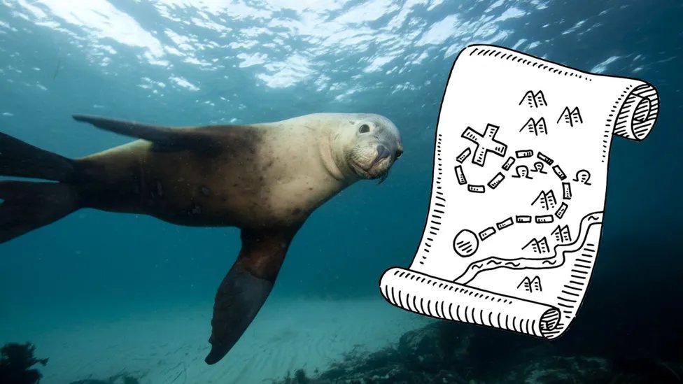 Meet the sea lions helping to map the sea floor