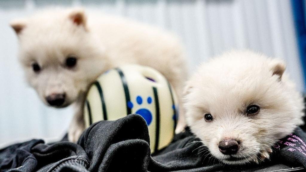 Pups cloned using dire wolf DNA hailed a ‘de-extinction’ success